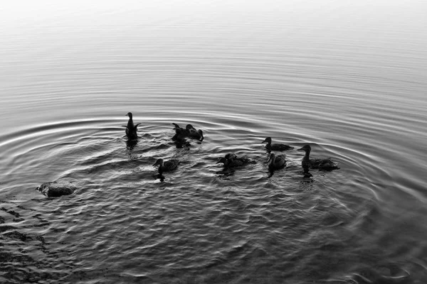 Ente Mit Entchen Schwimmt Auf Dem See Schwarz Weiß — Stockfoto