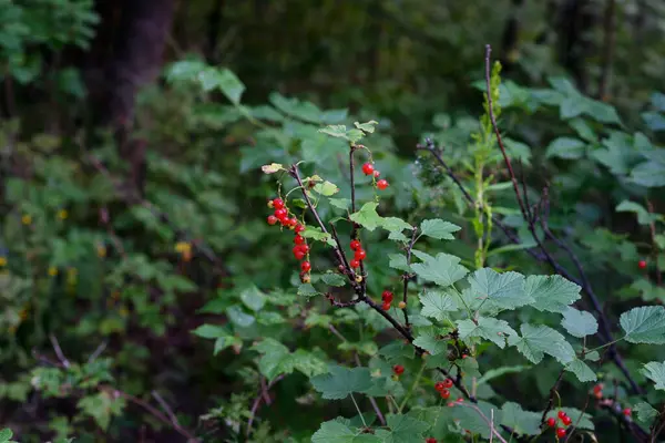 庭で熟した赤いスグリの枝 — ストック写真