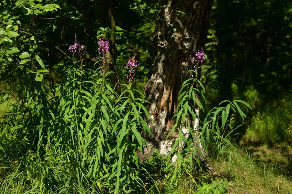 Fiori Fireweed Selvatici Nella Soleggiata Giornata Estiva — Foto Stock