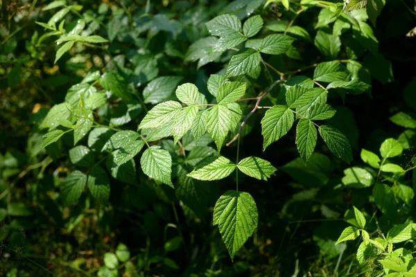 Branche Framboise Fermer Soleil Jour Été — Photo