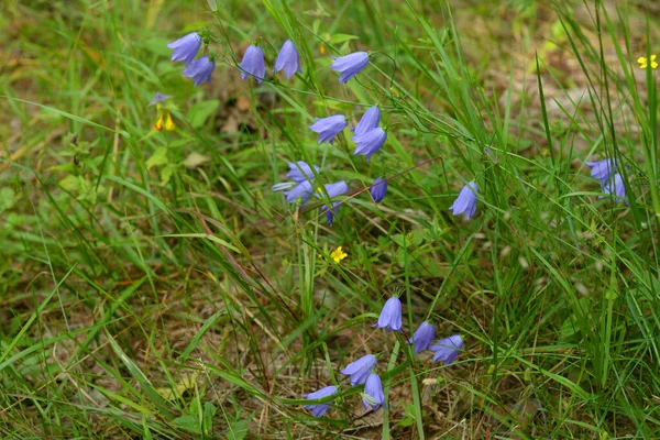 Wild bell flowers close up at sunny summer day.