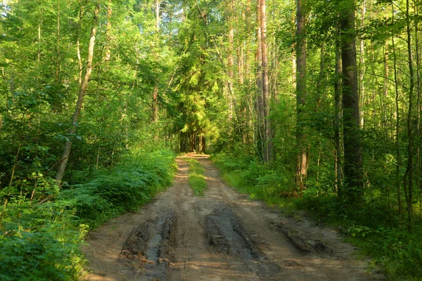 Ścieżka Sosnowym Lesie Słoneczny Letni Dzień Karelski Przesmyk Rosja — Zdjęcie stockowe
