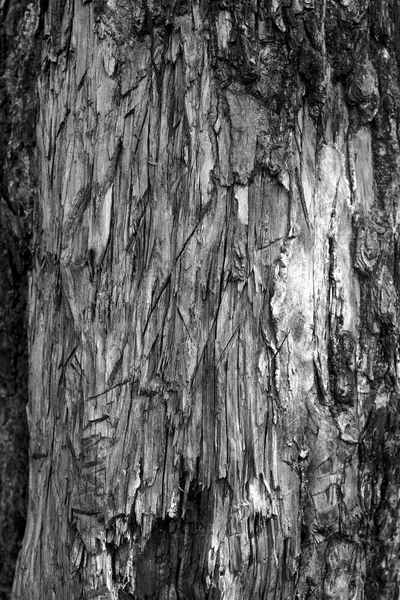 Écorce Arbre Dépouillée Peut Être Utilisé Comme Fond Noir Blanc — Photo