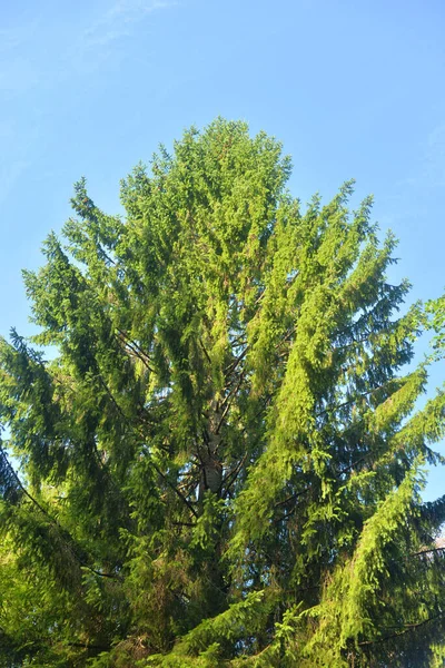 Abeto Bosque Día Soleado — Foto de Stock