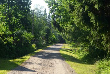 Güneşli yaz gününde kırsal yol, Karelian isthmus, Rusya.