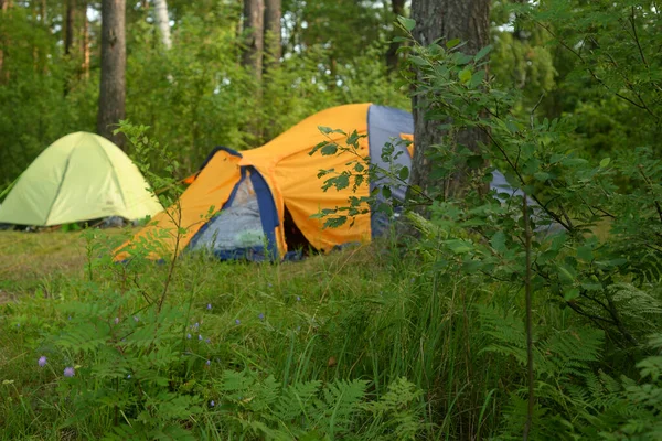 Kampeertenten Het Bos Zomerdag — Stockfoto