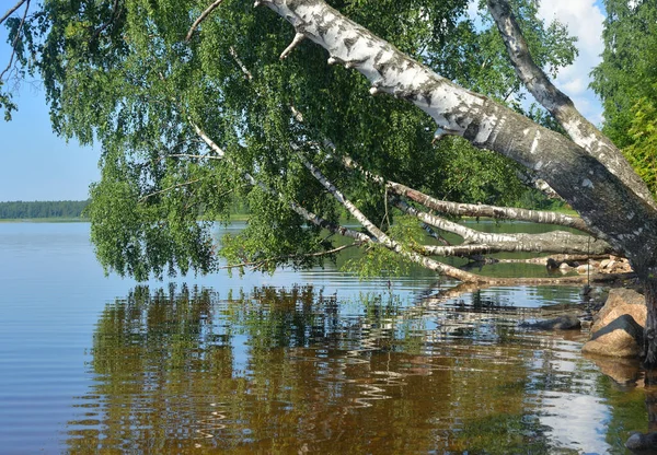Güneşli yaz gününde gölün kıyısında, Karelian isthmus, Rusya.