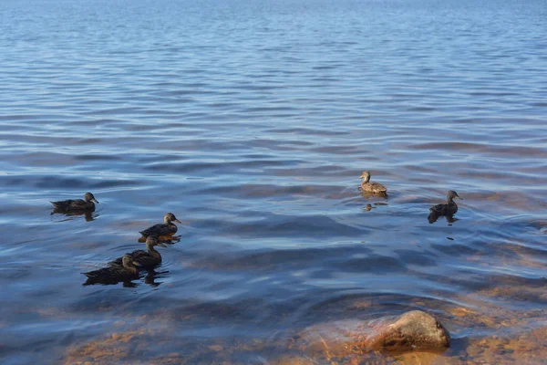 Les Canards Nagent Sur Eau Jour — Photo