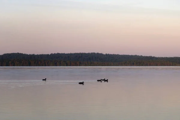 Les Canards Nagent Sur Lac Coucher Soleil — Photo