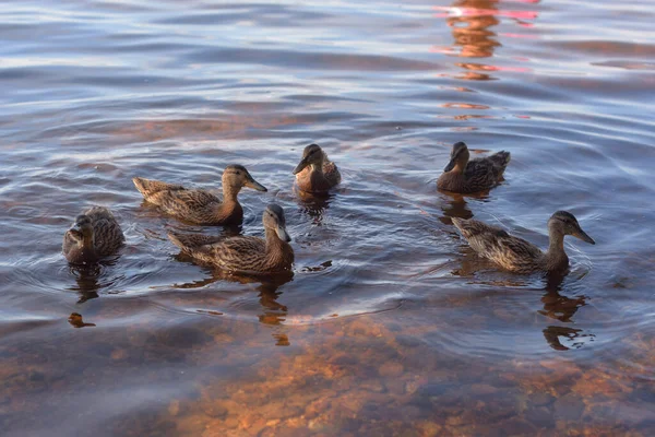 Enten Schwimmen Tagsüber Auf Dem Wasser — Stockfoto