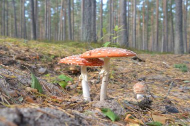 Ormanda iki sineklik yakın plan. Zehirli mantarlar..