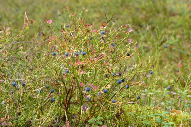 Yaban mersini çalılarının arkaplanı yaz ormanlarında yakındır..