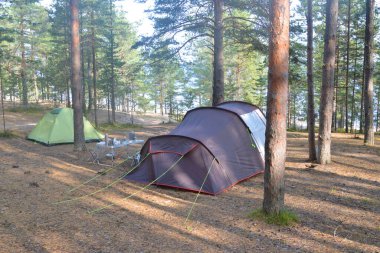 Yaz günü çam ormanında kamp çadırı..