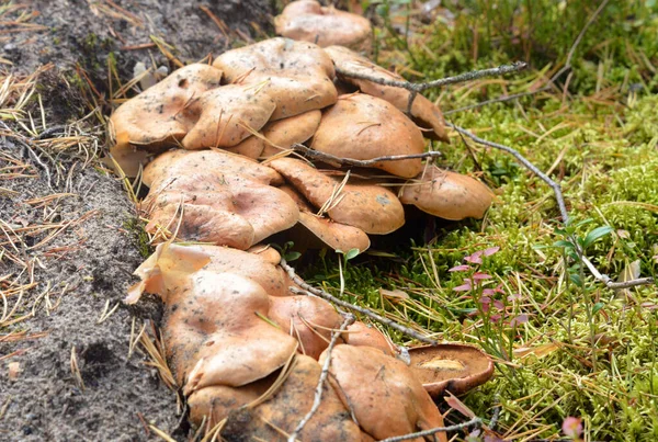 Group Mushrooms Suillus Bovinus Close Forest Edible Tubular Mushroom Genus — Stock Photo, Image