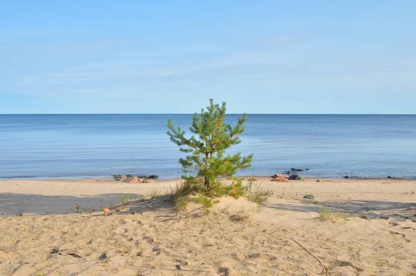 Littoral Sablonneux Avec Jeune Pin Isthme Carélie Russie — Photo