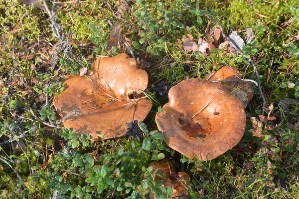 Two Mushrooms Suillus Bovinus Close Forest Edible Tubular Mushroom Genus — Stock Photo, Image