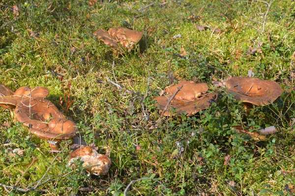 Group Mushrooms Suillus Bovinus Close Forest Edible Tubular Mushroom Genus — Stock Photo, Image