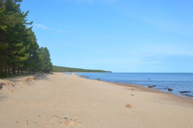 Güneşli bir günde Ladoga Gölü kıyısında, Karelian isthmus, Rusya.