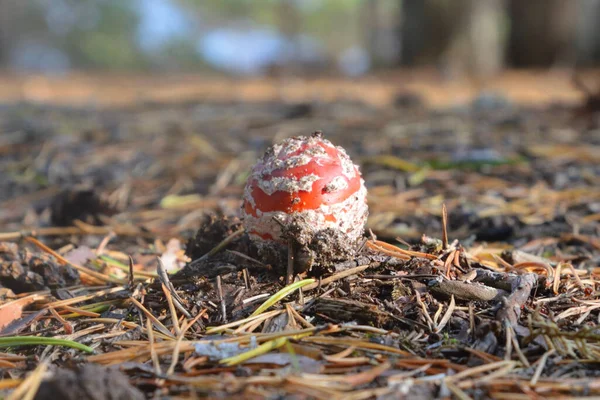 Ired Fly Agaric Closeup Forest Poisonous Mushrooms — Stock Photo, Image