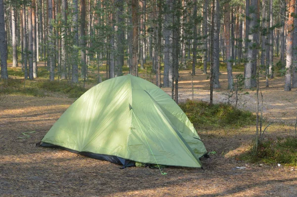Camping Tent Pine Forest Summer Day — Stock Photo, Image