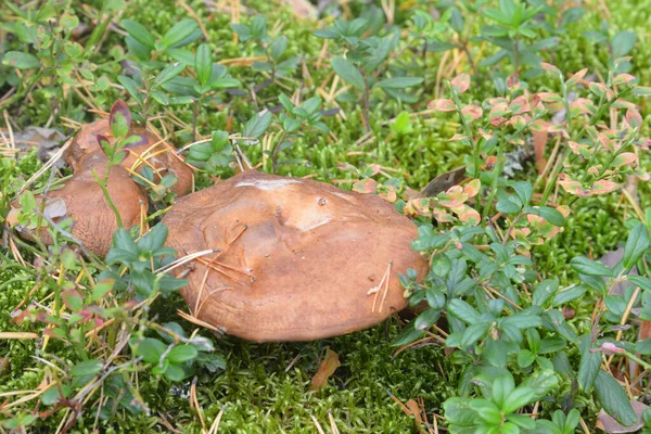 Mushrooms Suillus Bovinus Close Forest Edible Tubular Mushroom Genus Suillus — Stock Photo, Image