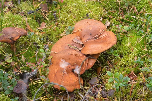 Grupp Svampar Suillus Bovinus Nära Håll Skogen Ätbar Rörsvamp Släktet — Stockfoto