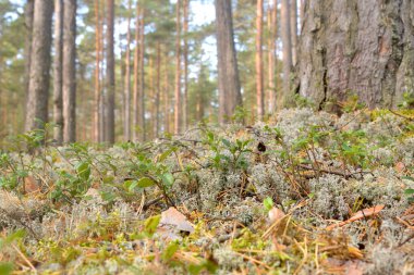 Yosun ve kızılcık çalıları, arka plan olarak kullanılabilir..