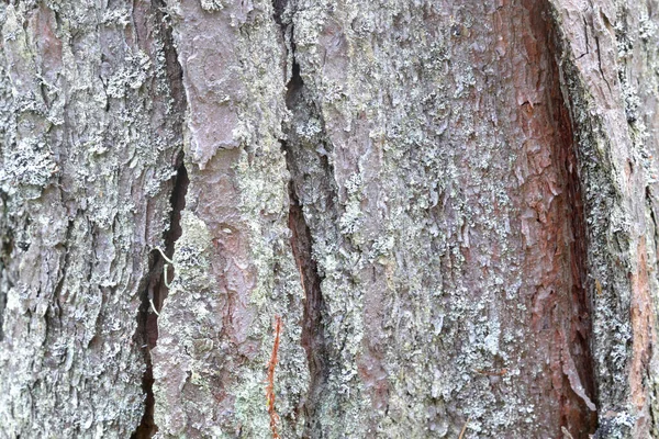 松树树皮与地衣紧密相连 可用作背景 — 图库照片