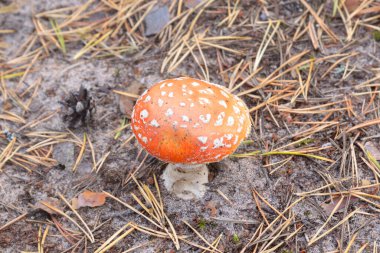 Ormanda kızıl sineklerle yakın çekim. Zehirli mantarlar..