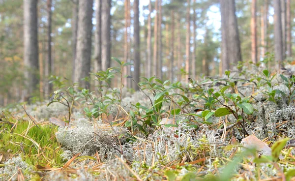 Moss Áfonya Bokrok Lehet Használni Mint Háttérben — Stock Fotó