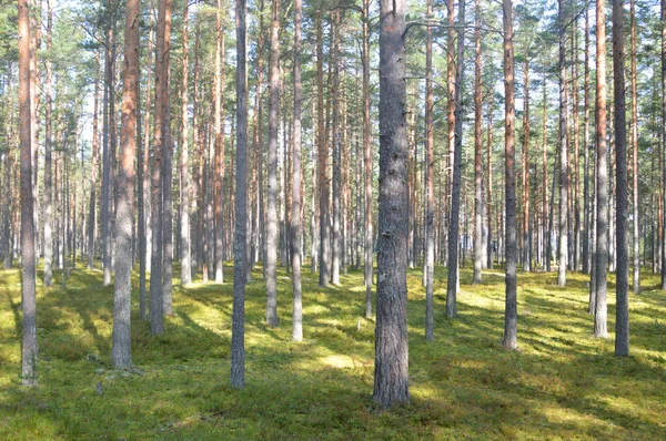 Tall Träd Skogen Solig Dag — Stockfoto