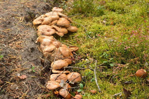 Grupo Setas Suillus Bovinus Cerca Bosque Seta Tubular Comestible Del —  Fotos de Stock