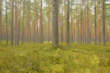 Bulut gününde ormanda çam ağaçları.