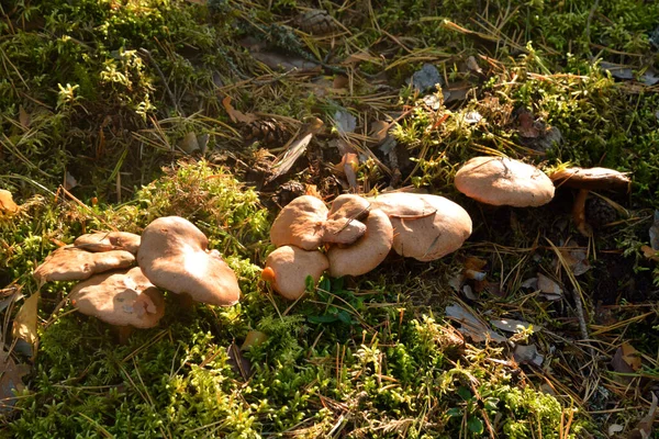 Grupo Cogumelos Suillus Bovinus Fecham Floresta Cogumelo Tubular Comestível Género — Fotografia de Stock