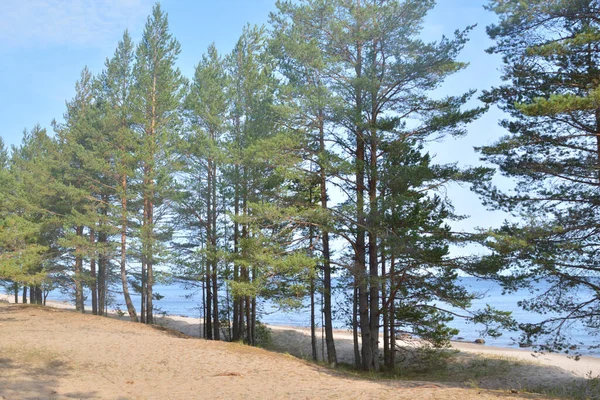 Tall Träd Sjön Stranden — Stockfoto