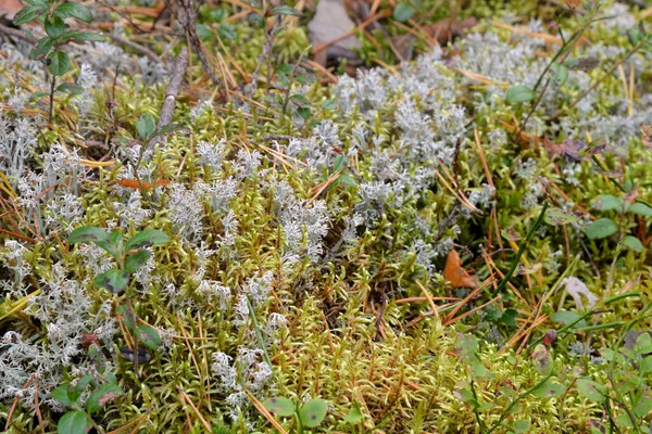 Moss Arbustos Mirtilo Pode Ser Usado Como Fundo — Fotografia de Stock