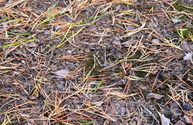 Kuru çam iğneleri yere yakın..