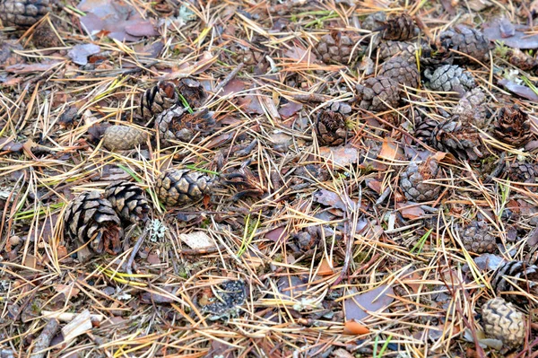 Pine Needles Cones Ground Close — Stock Photo, Image