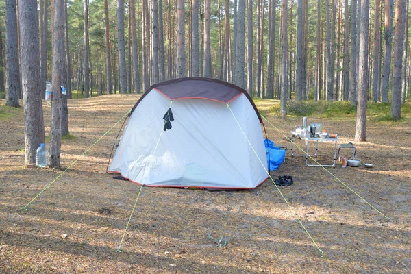 Camping Tent Pine Forest Summer Day — Stock Photo, Image