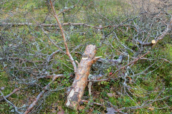 夏林地面上的松树枝 — 图库照片