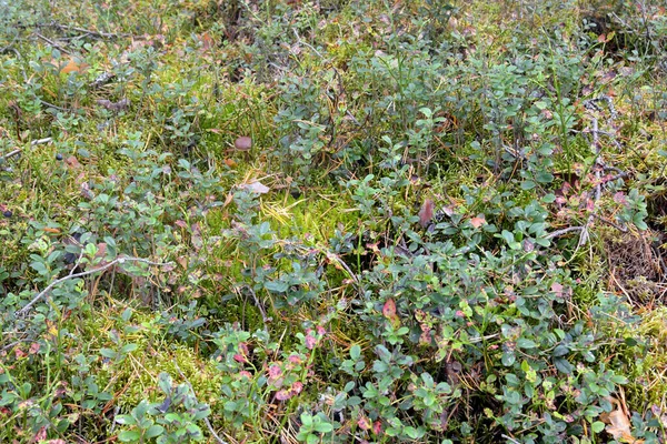 Moss Lingonberry Bushes Can Used Background — Stock Photo, Image