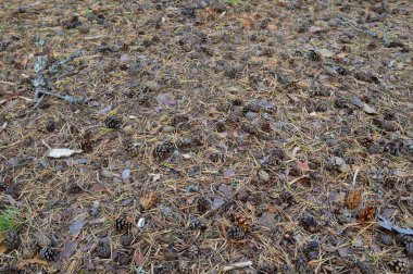 Yerde çam iğneleri ve koniler var. Yaklaş..