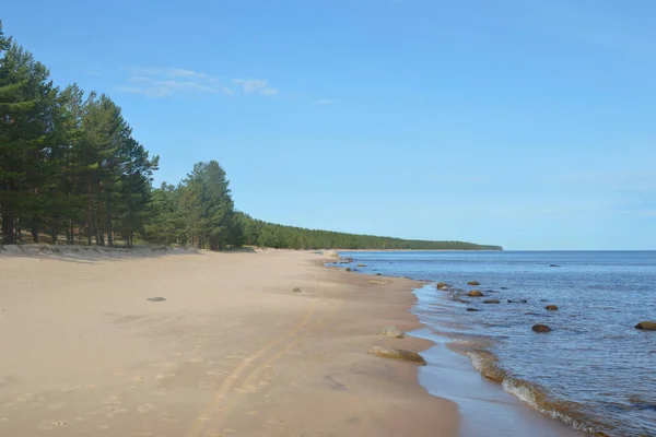 Partján Ladoga Napsütéses Napon Karelian Isthmus Oroszország — Stock Fotó