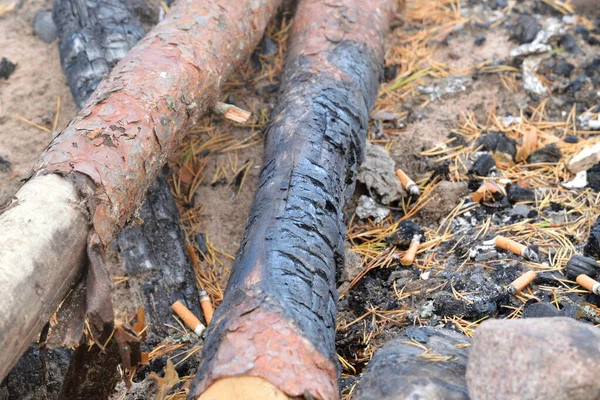 Des Branches Pin Non Brûlées Dans Feu Rapprochent — Photo