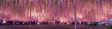 Güzellik büyük wisteria kafes içinde köklü