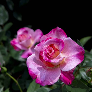 Pembe ve kırmızı güller