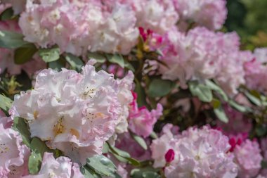 Güzel çiçek blossom sezonu