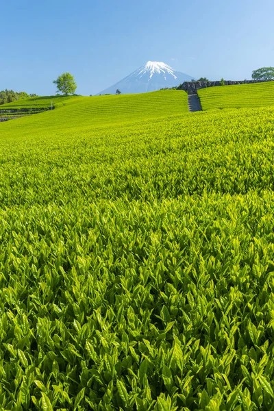 Fuji Plantations Thé Japon — Photo