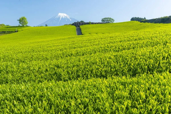 Fuji Plantations Thé Japon — Photo