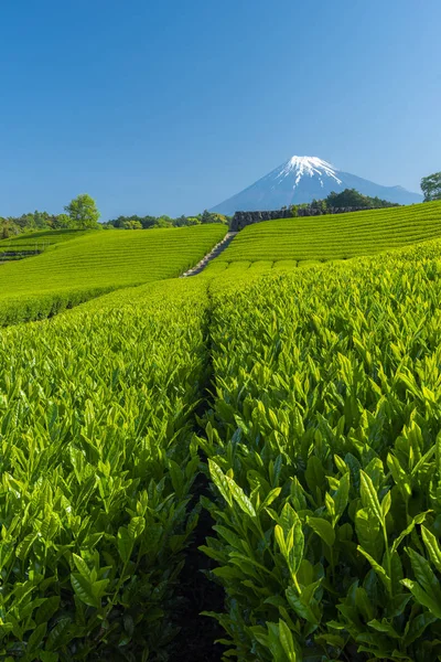 Fuji Tea Plantation Landscape Japan — Stock Photo, Image